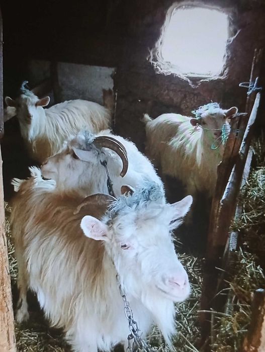 Vand 6 capre tinere gestante bune de lapte