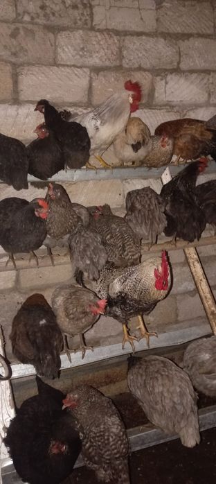 Продам домашние курицы