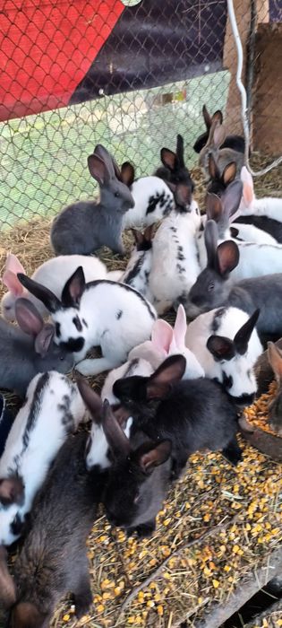 Iepuri cu vârsta de 2 luni și 4 luni