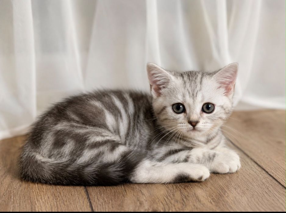 Продам котенка шотландской породы мальчик 2 мес