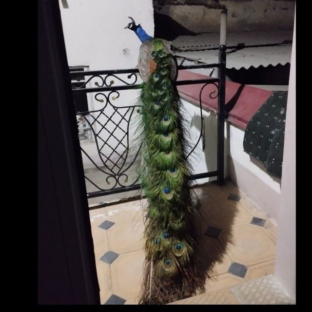 Tovuslar  павлин