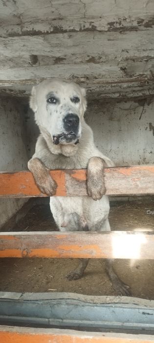 Алабай сука 2 год