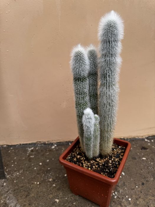 Кактус Cleistocactus strausii