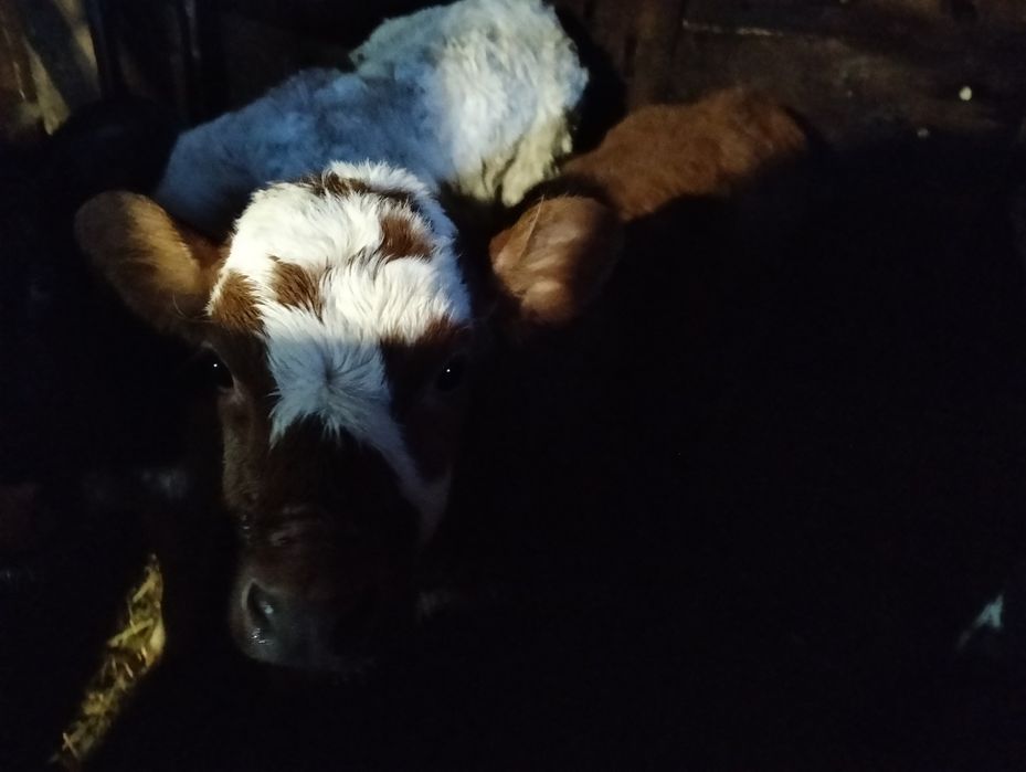 Продам телочек 3  головы