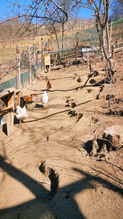 Oua de incubat diferite rase de gaini