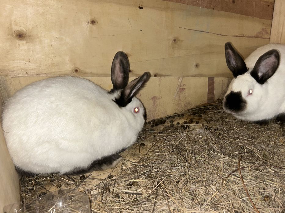 Продам калифорнийских крольчих две девочки