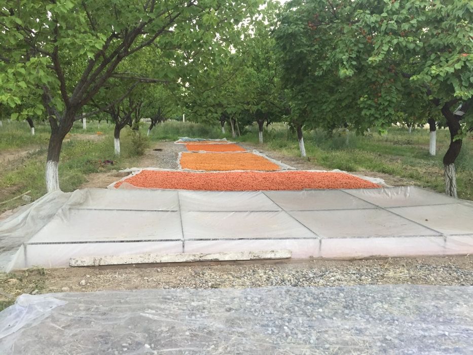 O'rik ko'chatlari bor, qoqi (курага) bo'ladigan navi.