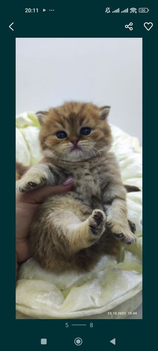 КоТики и коШечка БриТанСкие