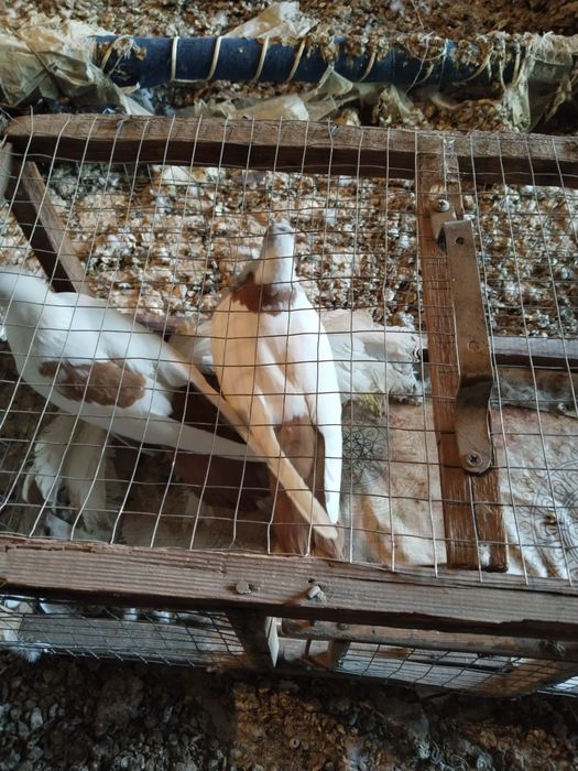 Жолто хвостые персы