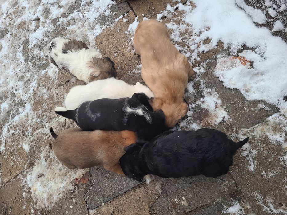 Щенки бесплатно  в добрые руки