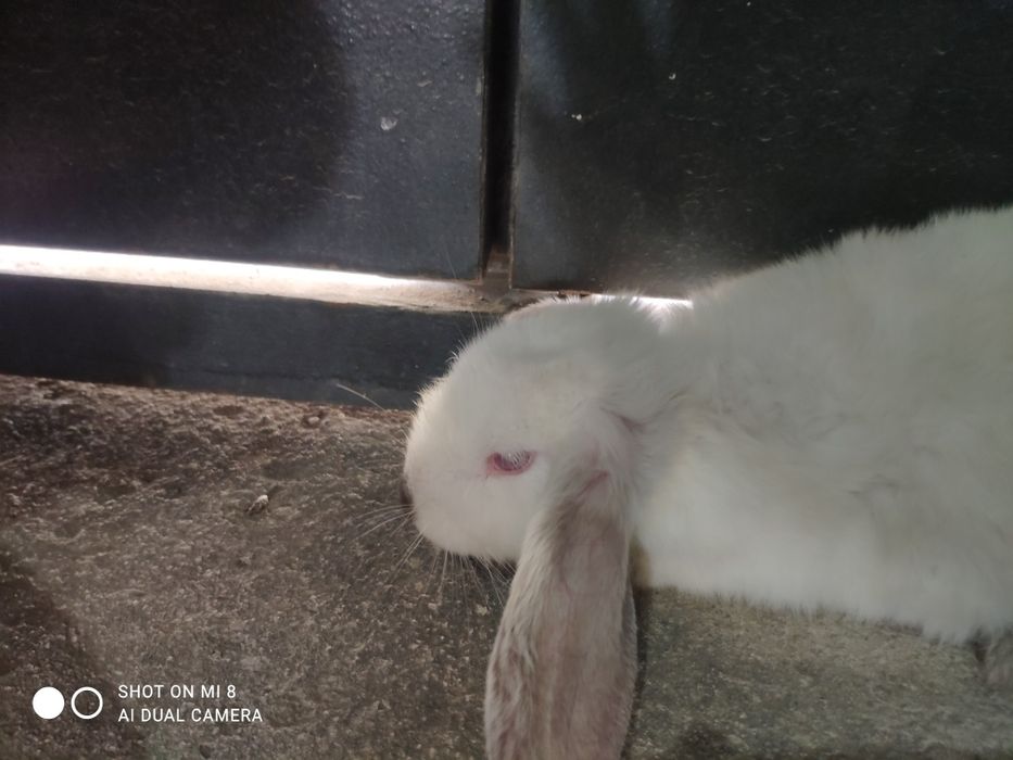 Kichkina oq quyon bor