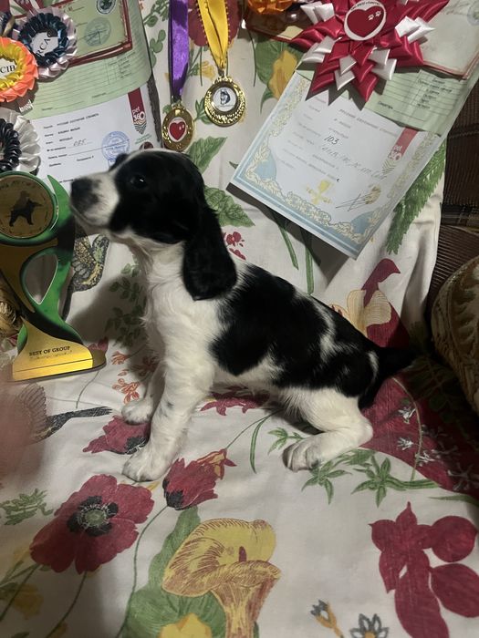 Русский охотничий спаниель