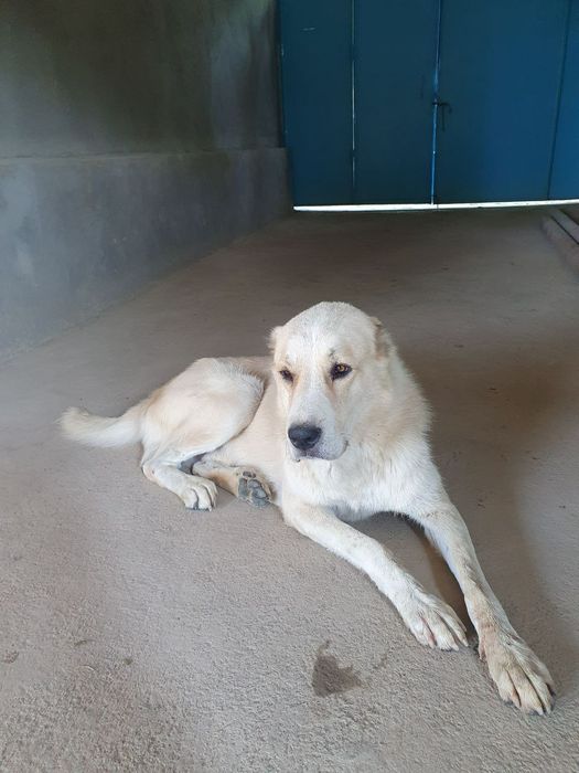 Toza  Alabay it 2 yoshi