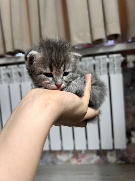 Продается вислоухоя девочка