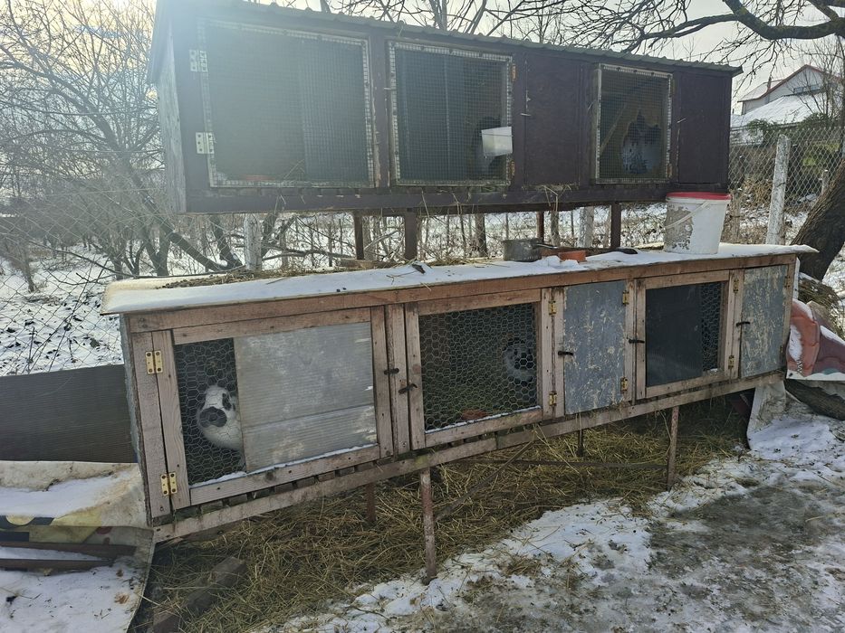 Iepuri fluture geman