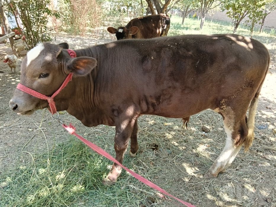 Buqacha sotiladi