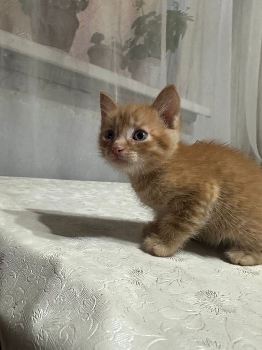 Отдам котят в доьрые руки