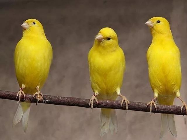 Канарка нар мода ва привазнойлар