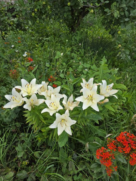 Продается дача в Мелиоратор 7,3 сот.