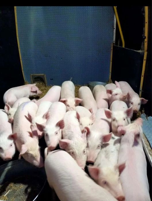 Продам поросят кур несушек