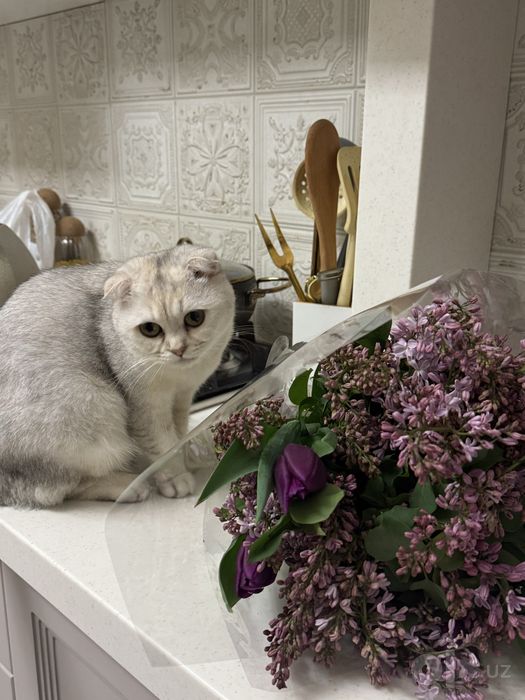 Пристраивается кошка серебристая шиншилла