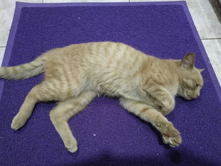 Возьмите кошку, добрые люди.