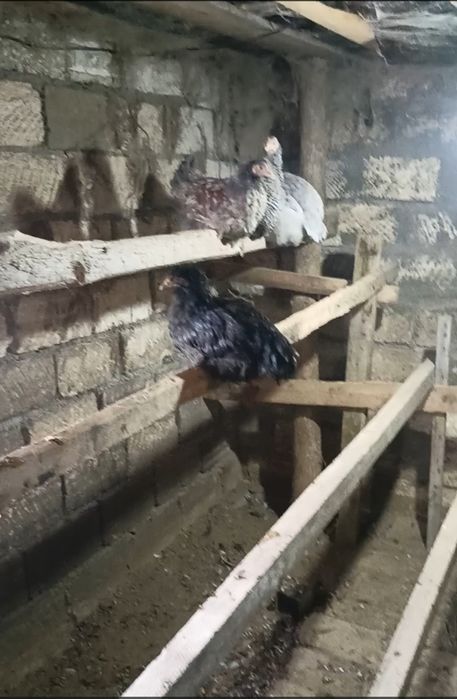 Продам курей молодок