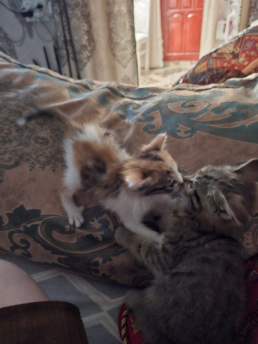Отдам котят в хорошие добрые руки