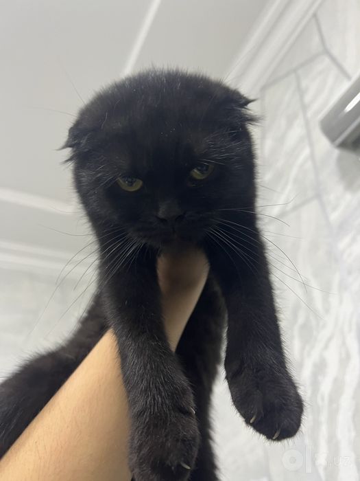 Кошка по родистая девочка