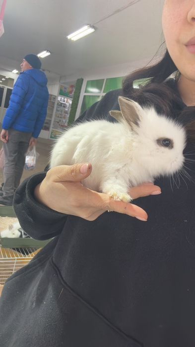 Кролики декоративные