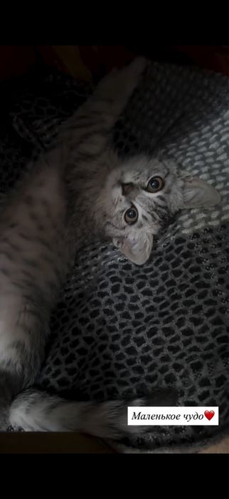 Шотландский котенок
