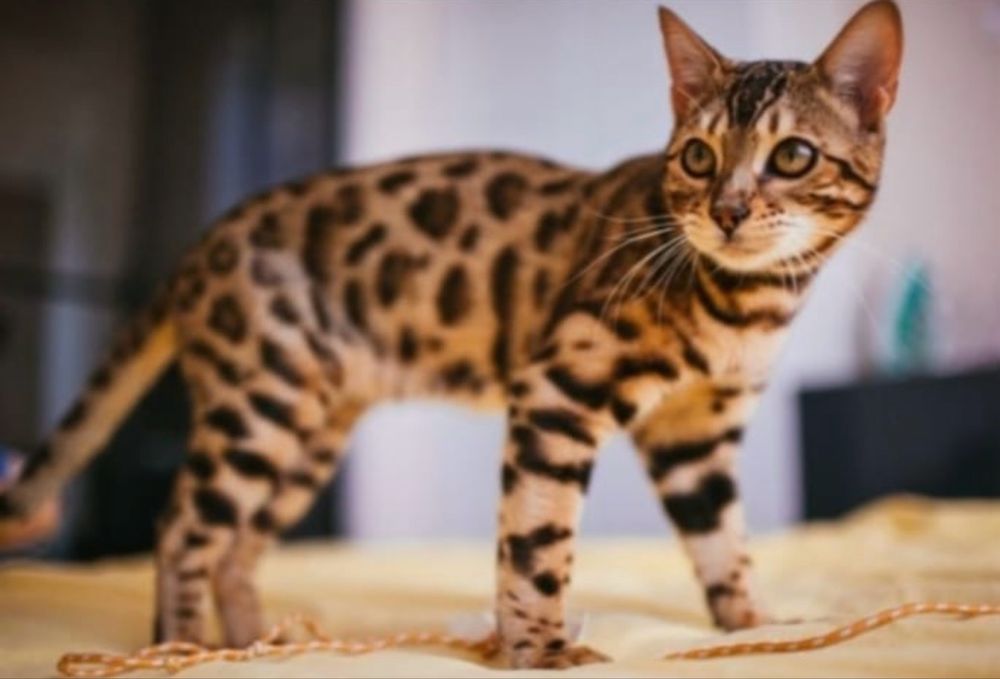 Бенгальский котенок