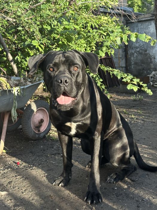 Кане корсо Вязка