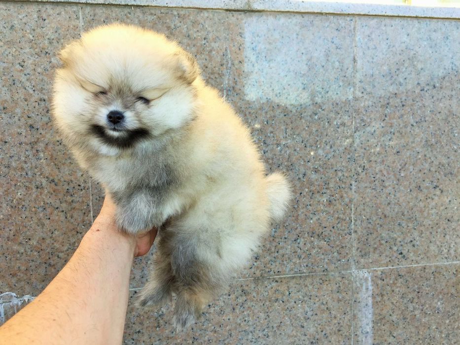 Померанчета мини Померанчета