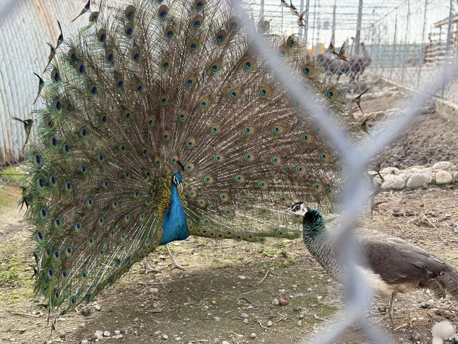 Продавам работещи пауни