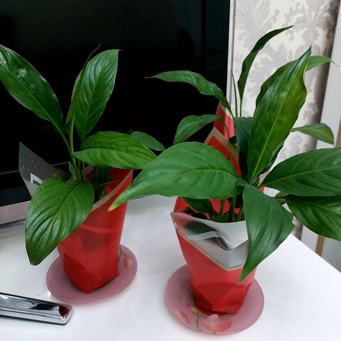 Женское счастье/комнатные растения