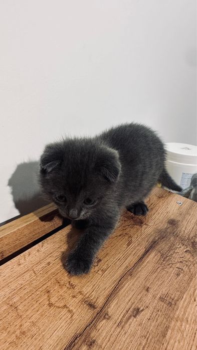 Продам котят Шотландские