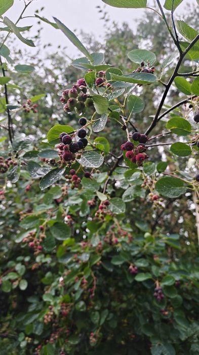 Саженцы сирени, ирги