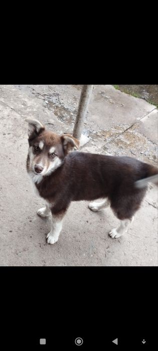 Щенки в добрые руки