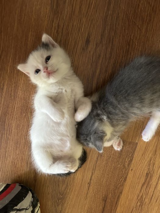 отдам котенка в хорошие руки
