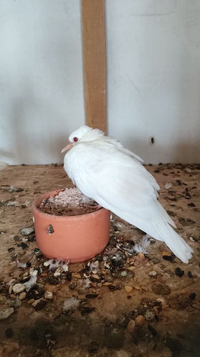 Turturele răzătoare / cucuruzi