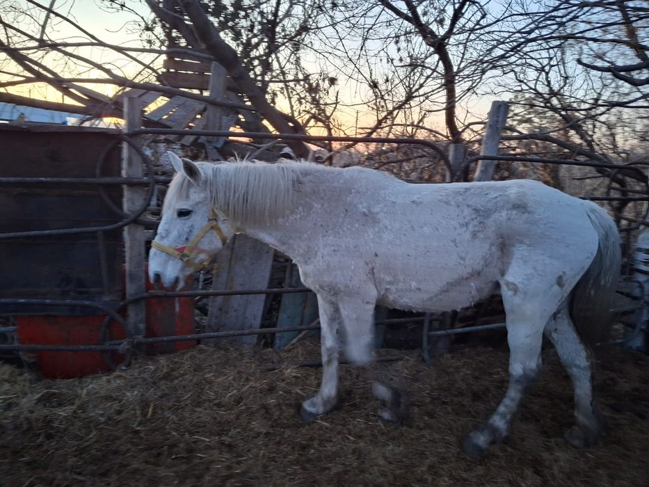 Продам двух лошадей