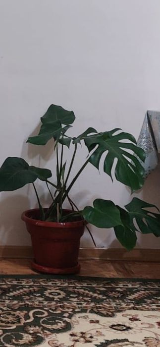 Комнатные цветы.