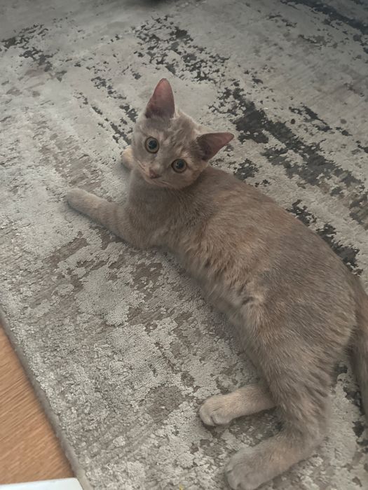Котенок девочка трехцветная