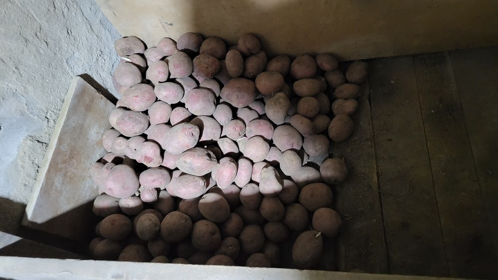 Продам картофель на еду.