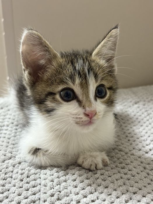 Отдам котеночка в хорошие руки