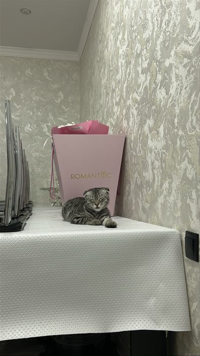 Шотландский кот пародисты