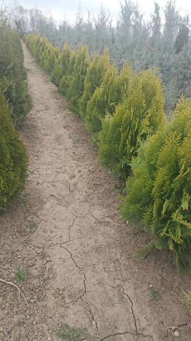 Magnoli arțar japonez mesteacăn