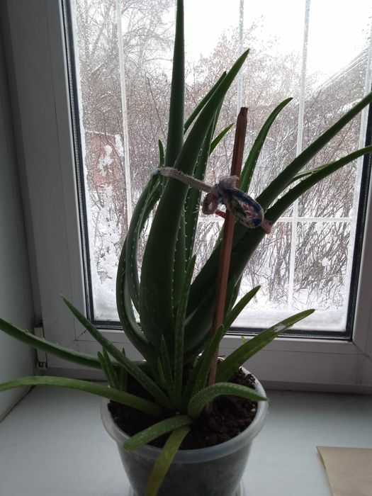 Продам алоэ 4х-летка