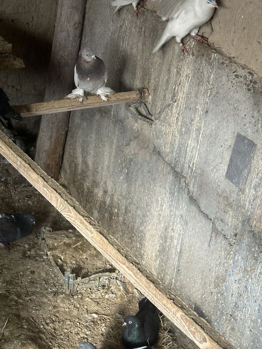 Кептер голубы птица